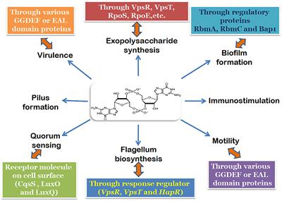 Diguanylate Cyclases in Vibrio cholerae: Essential Regulators of Lifestyle Switching